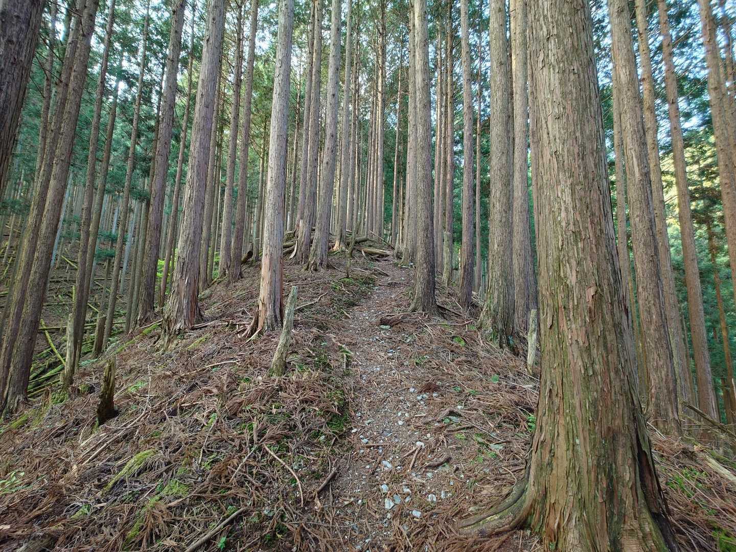 ひたすら同じ景色💦