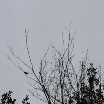 小鳥が賑やかに囀っている