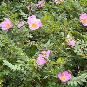 富士箱根トレイル