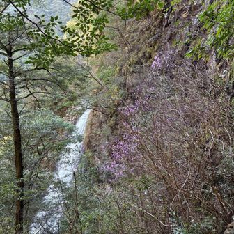滝とツツジのコラボ。