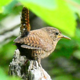 おやこどんぶりお