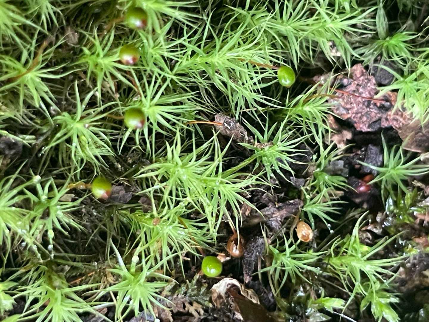 荒山・鍋割山周回 | 満開のツツジのトンネルを抜け、大パノラマの稜線歩きへの写真
