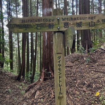 平石峠へ登り返し