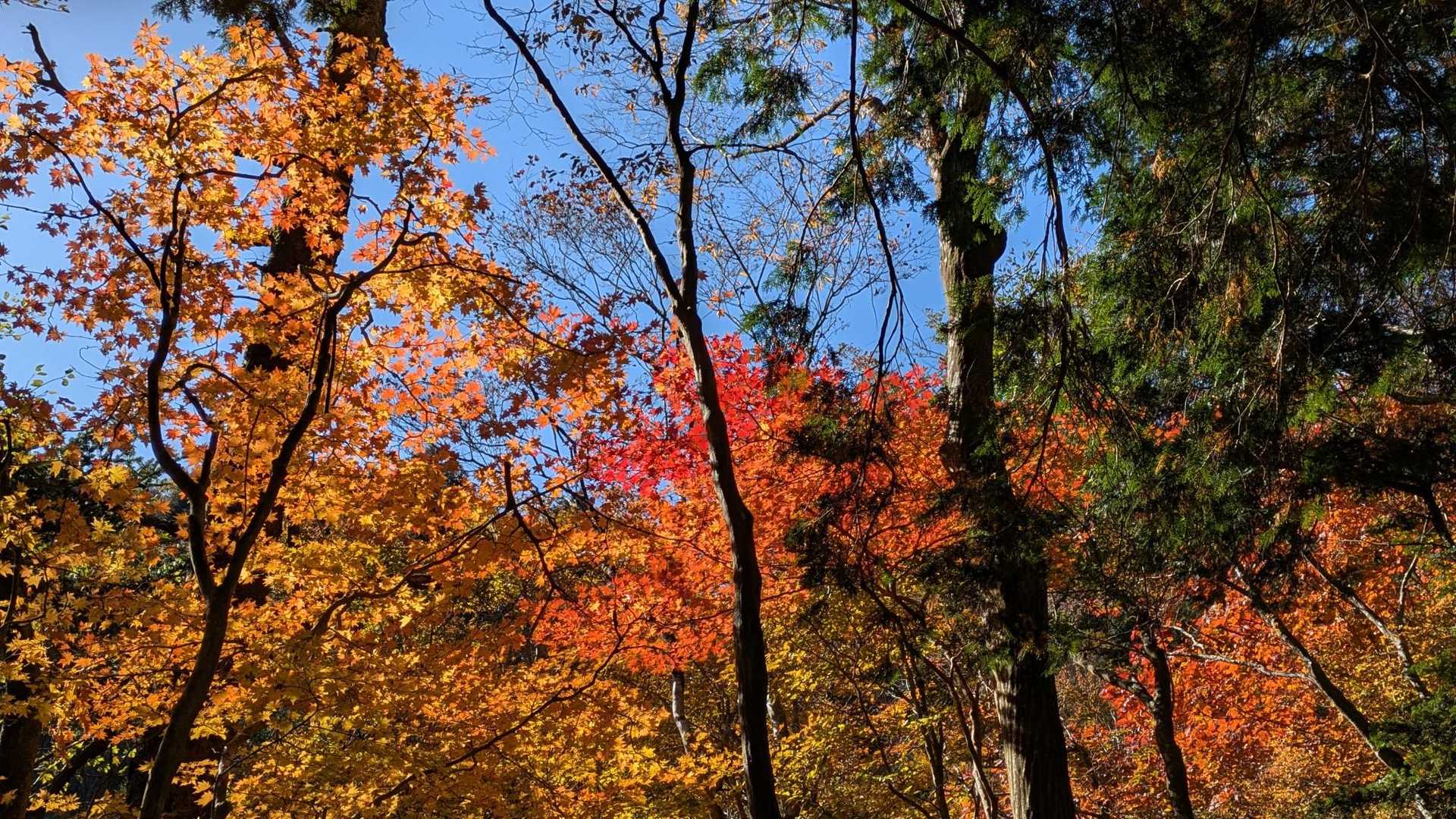 陽に照らされてより一層鮮やか🍁