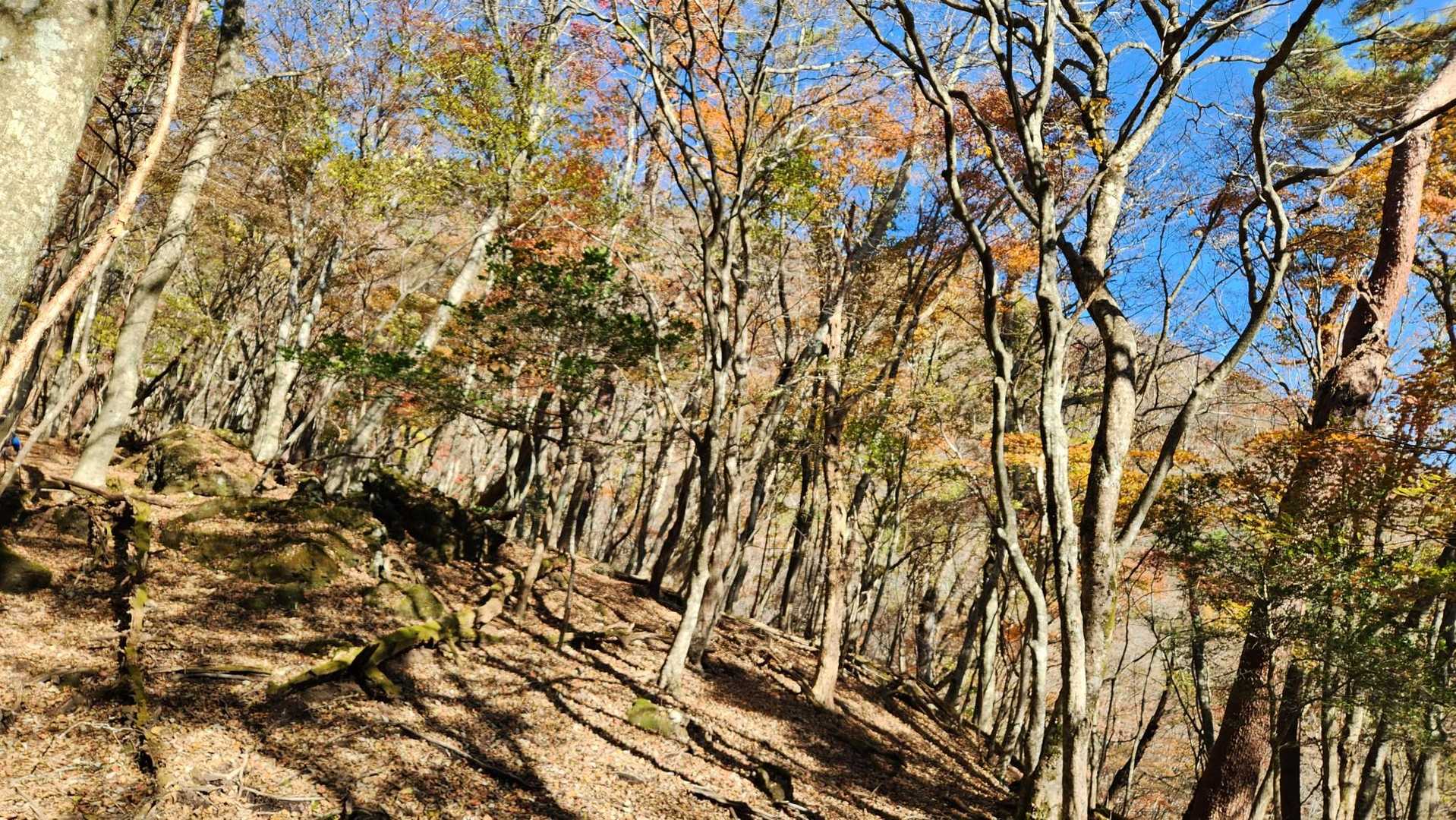 火男火売神社-鶴見岳-南平台 往復コースの写真