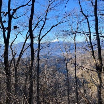 木々の合間から富士山