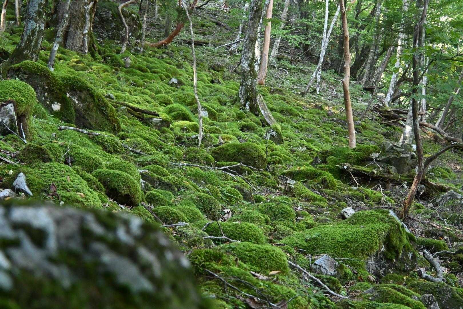 弥山登山口-弁天ノ森 往復コースの写真