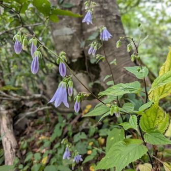 ソバナ。
たまに植物や、