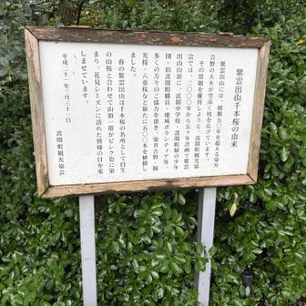 春は桜🌸で有名