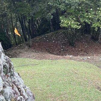 蝶々やトンボが、沢山飛んでました