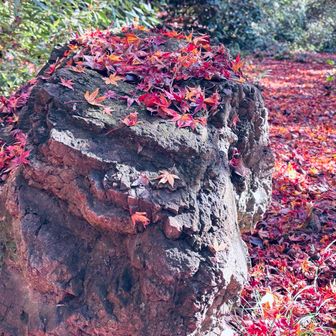 ルートが参道を行くと思ってなく横にそれたらコレ

からす天狗の頭にもみじが積もっているように見えません？👺🍁