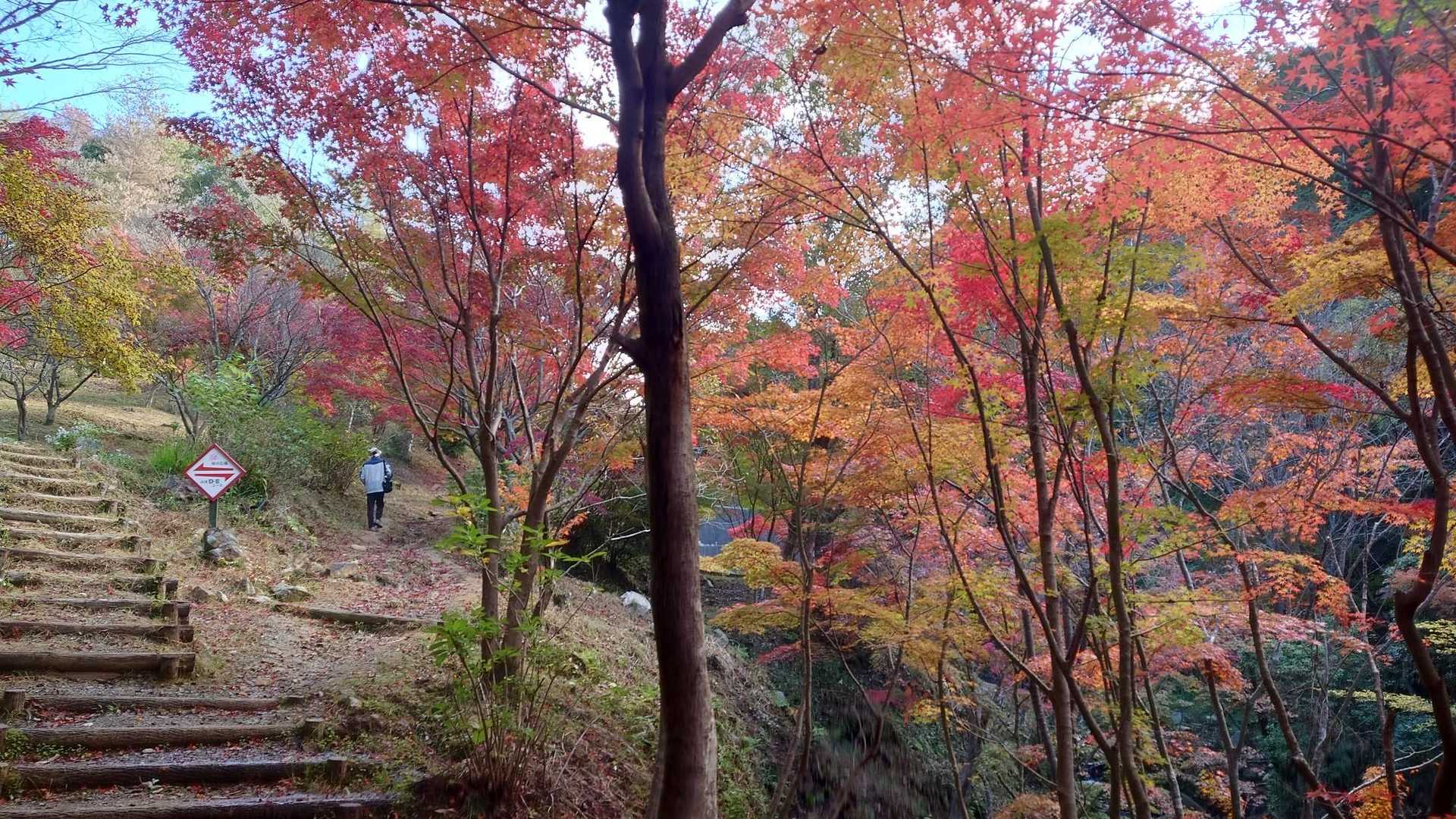 龍王山 周回コースの写真