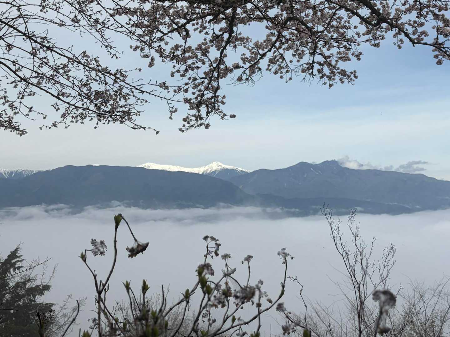 北岳、間ノ岳と桜🌸