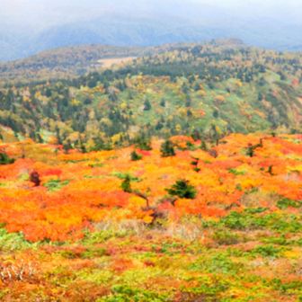 紅葉の海