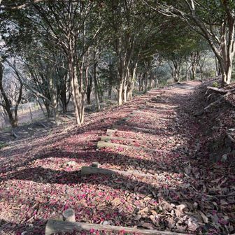 サザンカの花びらの絨毯🌺✨