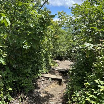所々木道がある湿った森の登山道を下ってゆき、