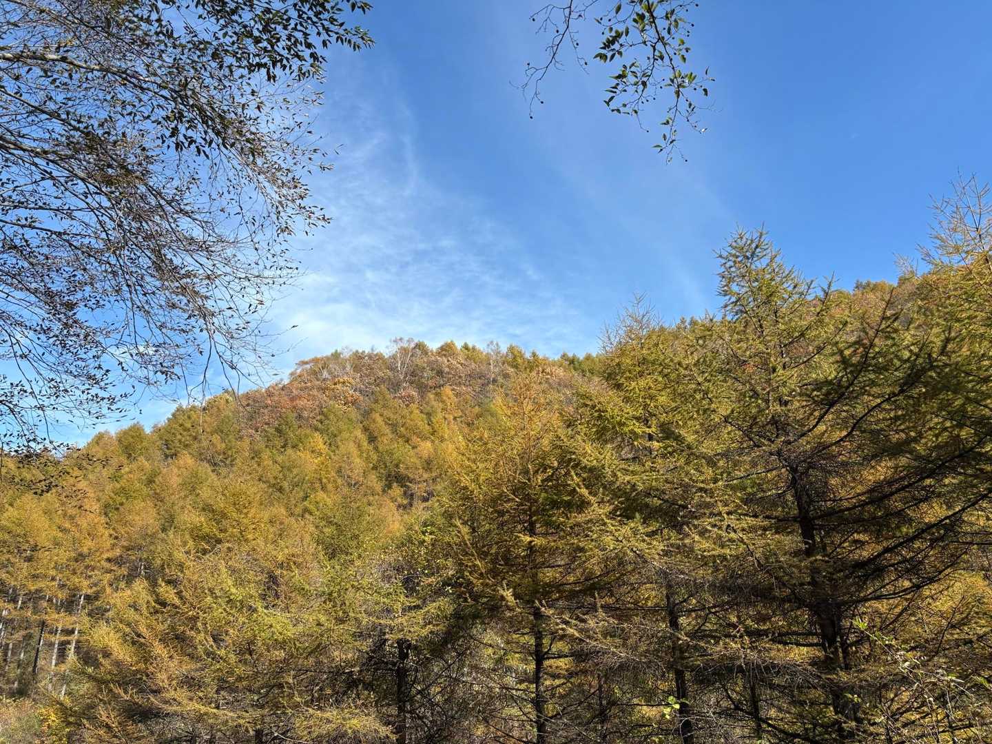 唐松紅葉🍁