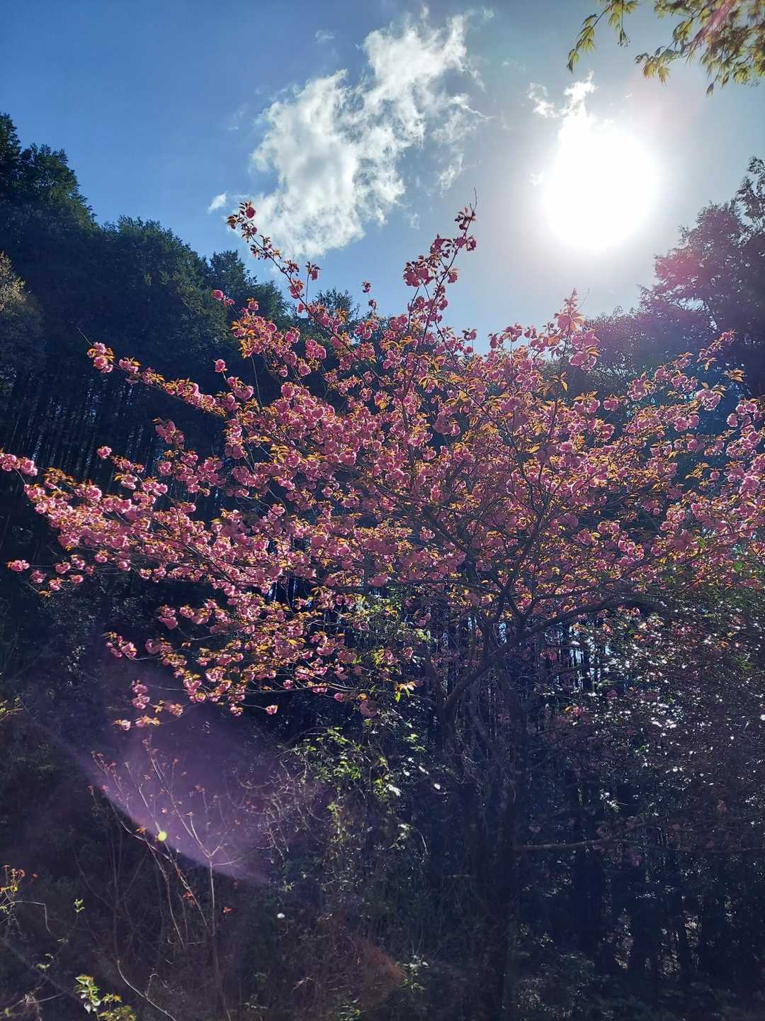 城山登山口-筑紫神社-城山 周回コースの写真