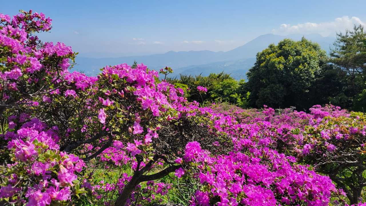 咲いてる🌼咲いてる🌼