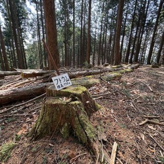 フトウ山（標高 771）通過
