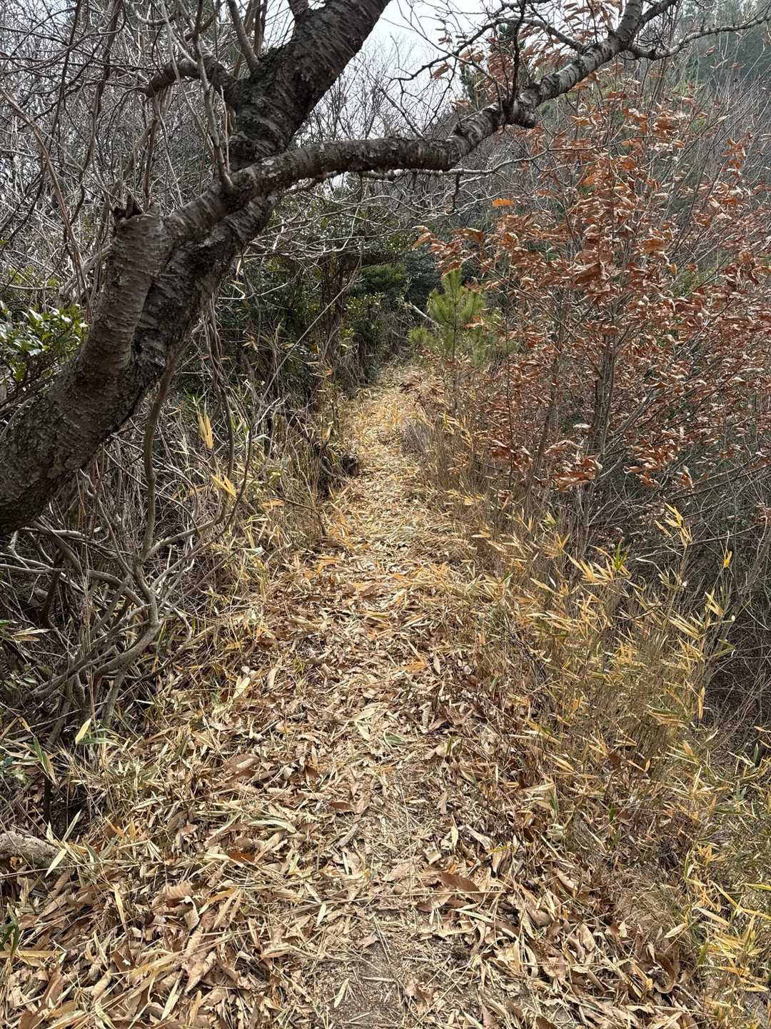 袋山登山道入口-袋山 往復コースの写真