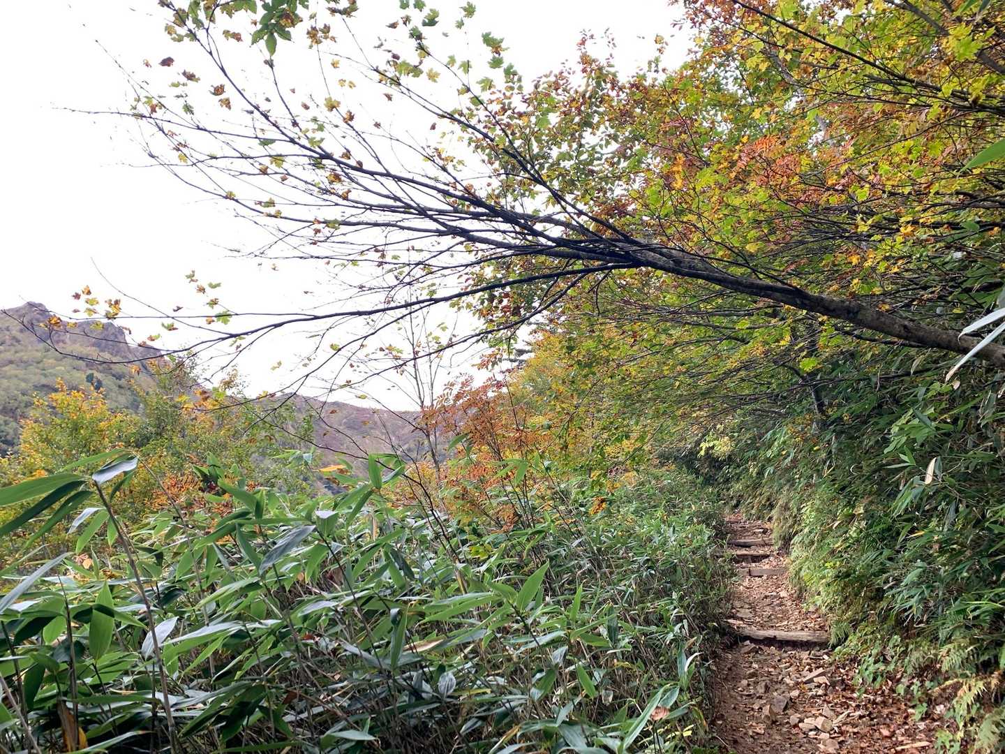 紅葉🍁が出て来ました。