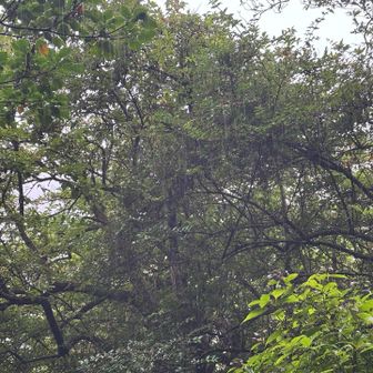 って、風穴の前で休憩したら遠くで強い雨の音。
これは来るな〜と思ってたら数分後こんなん。
ザアザア、木の下にいたって雨が貫いてくる