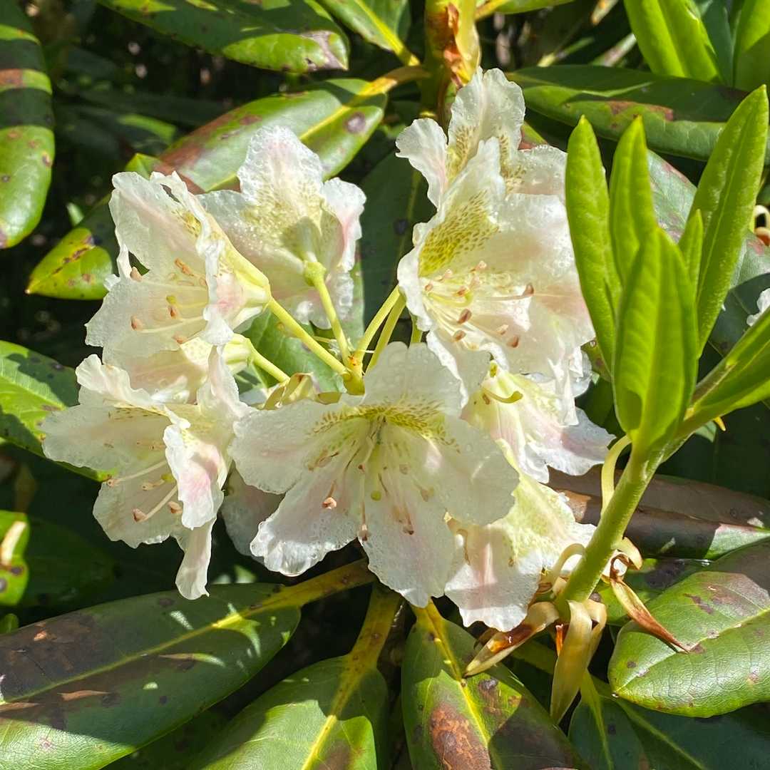 石楠花の花を眺めて冷静さを保つようにします（笑）