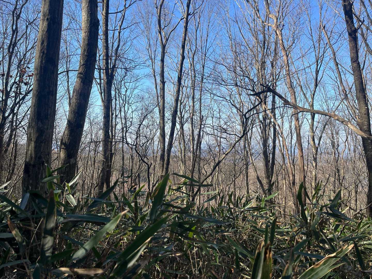 眺望はずっとこんなレベルだけど、空気が冷たく気持ちいいトレイル😁
背丈を超える笹と地味に続く登り。夏には登りたくない山だね☀️