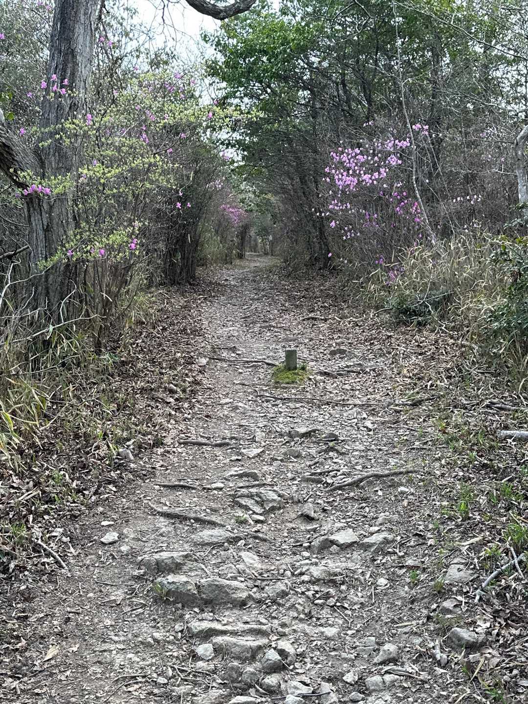 白雲谷温泉ゆぴか登山口-高山-日光峠-安場山 往復コースの写真