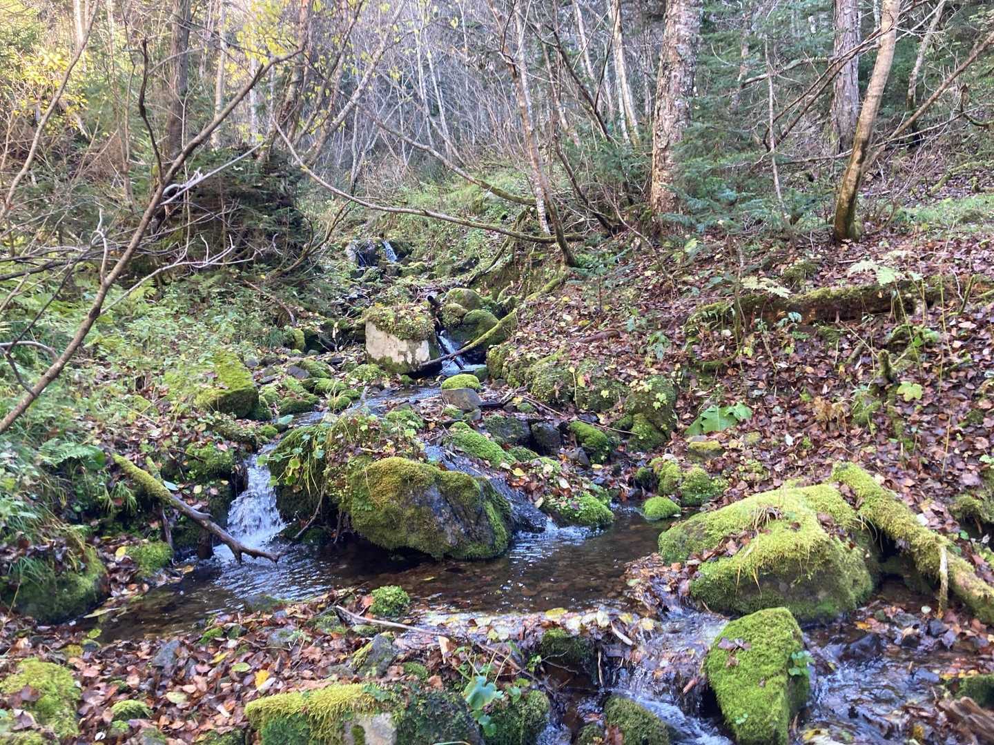 渡渉が数カ所、沢づたいに登ります。（水は少ないので問題ありません）