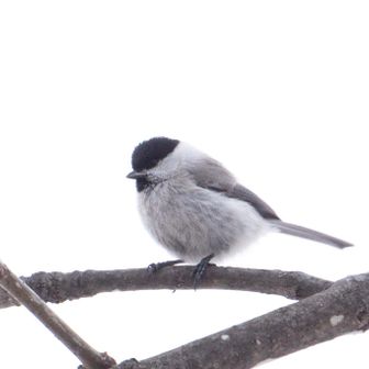 北海道固有種のハシブトガラ？
それともコガラ？
