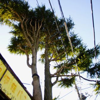 谷中のヒマラヤ杉🌲樹齢100年