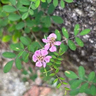 何かピンクのお花