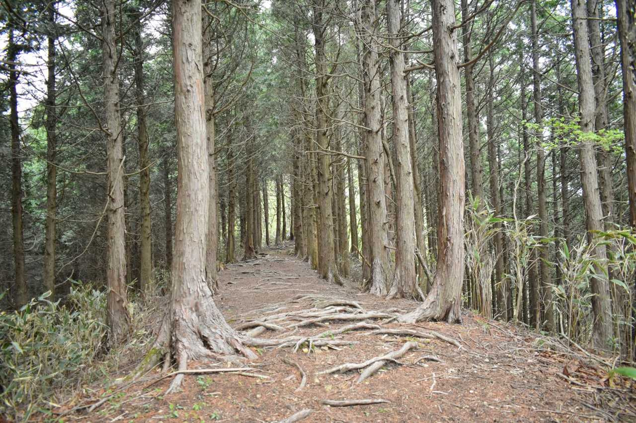 結構快適な登山道です。
でも前後は結構な斜度が有り急登でした。