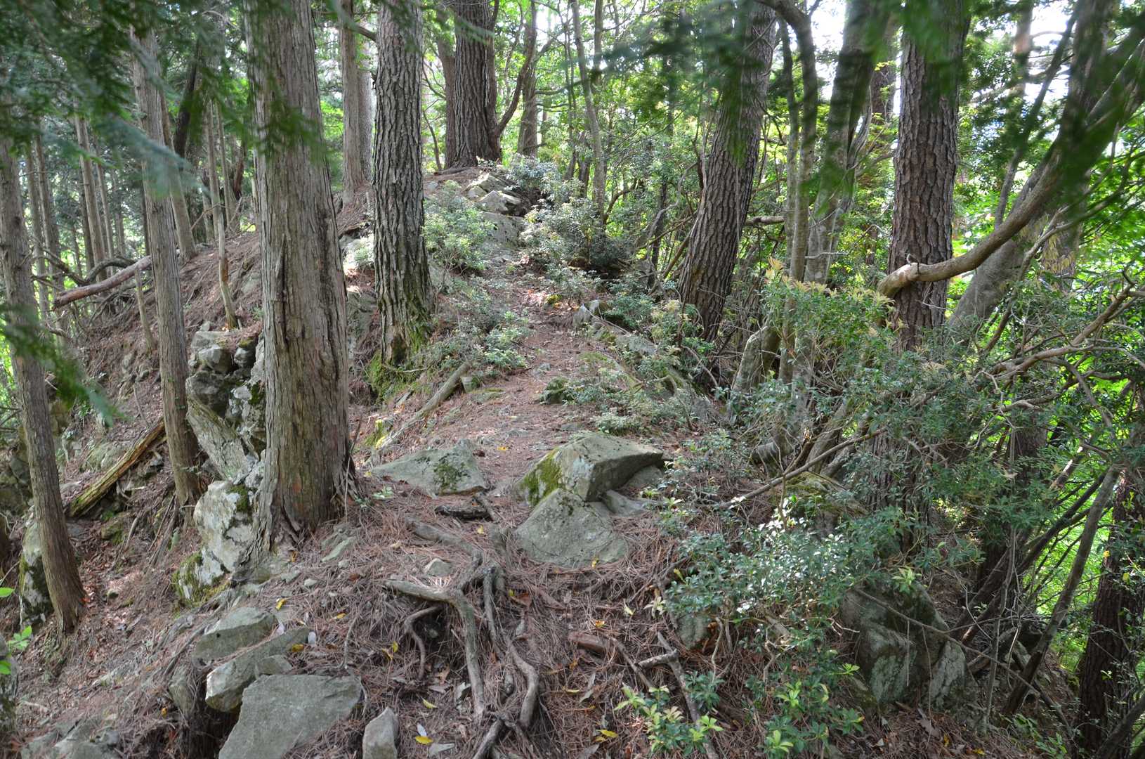 細尾山 周回コースの写真