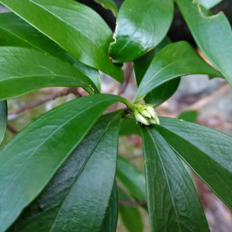 コショウノキ（胡椒の木）に小さな花芽
朝熊山ではミスミソウ（三角草）と並んで早春に咲く花です。