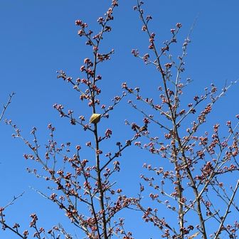 桜？🌸
さすがに違うか…