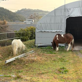 おはよー🐎
来年は君たちの年だよ（私も年男…還暦👨🏻‍🦳）