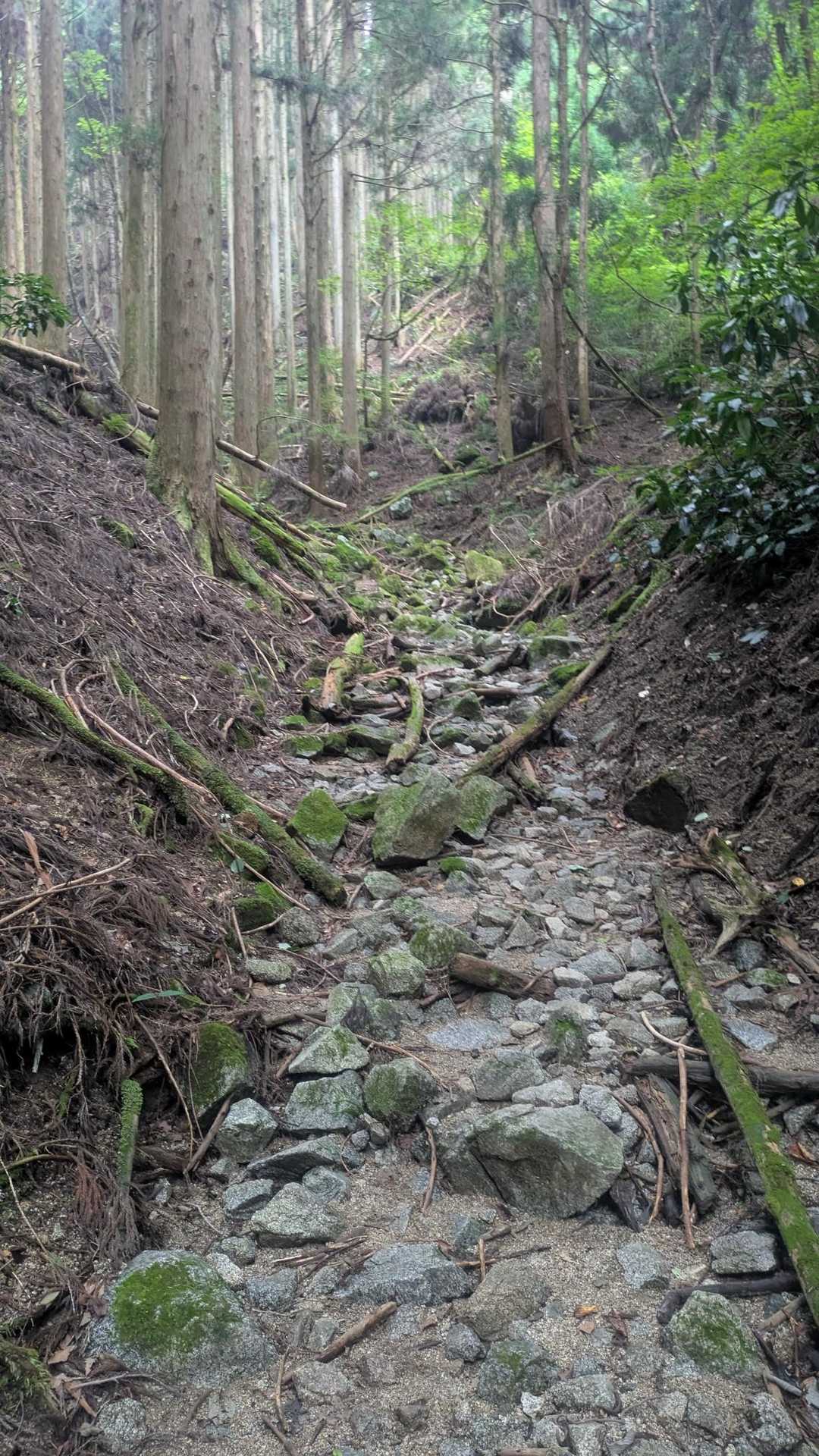 関西人気No.1の金剛山。豊かな緑と清流に包まれる癒やしの日帰り山旅の写真