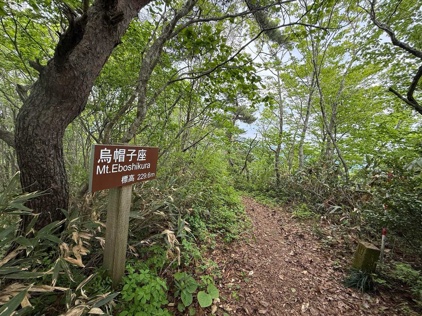 烏帽子座✌️…ここにも笑