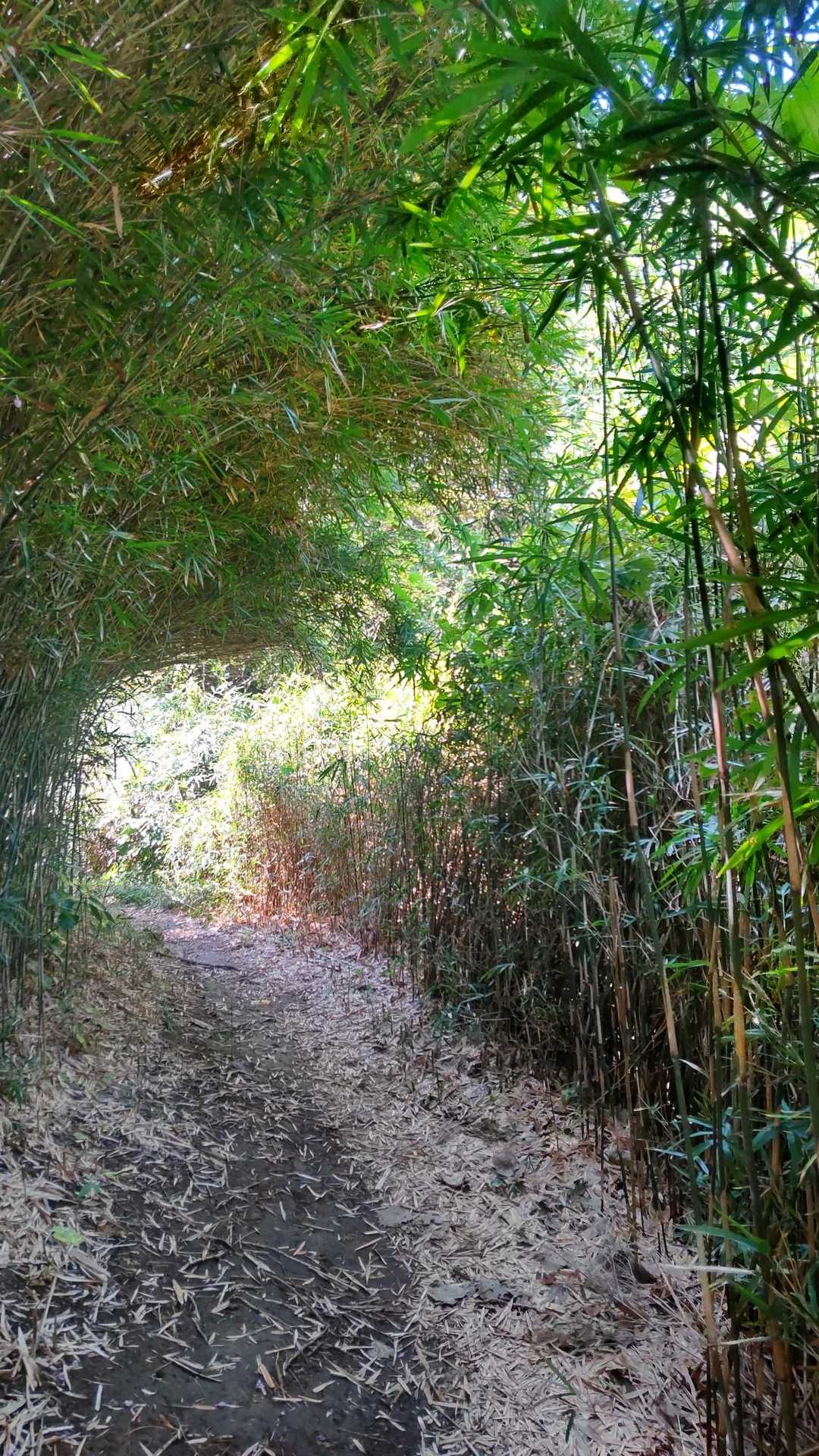 こんな林の山道歩いて次へ〜