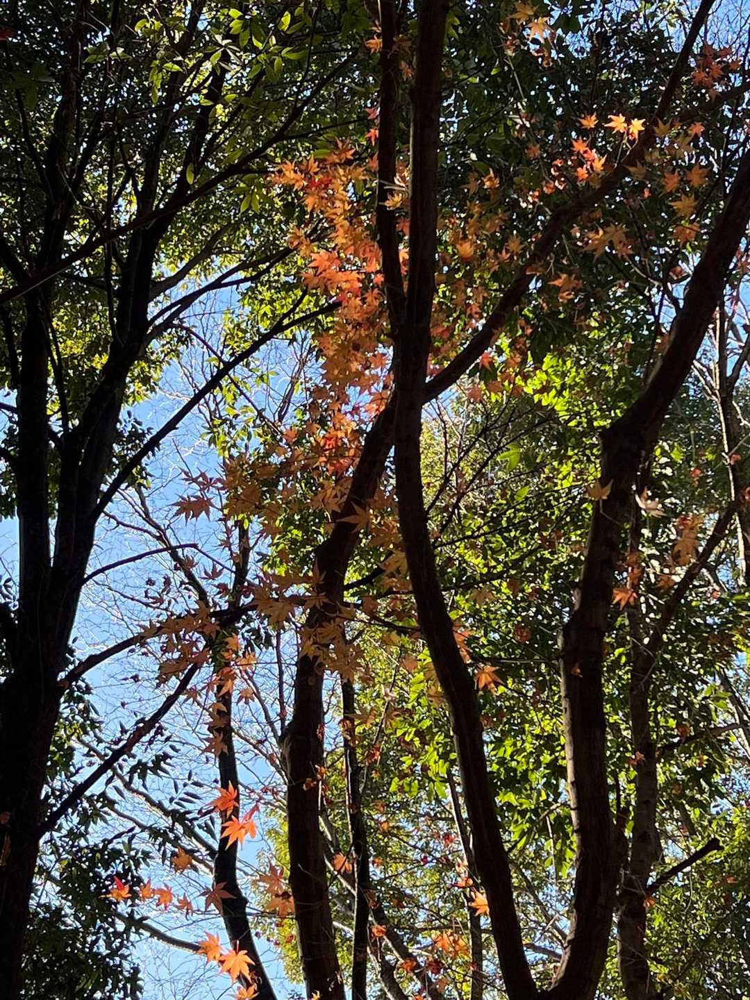 紅葉もギリギリ🍁