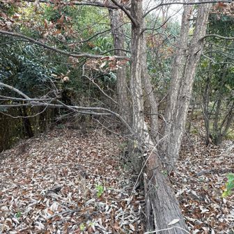 ここらが頂上かな。