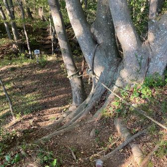 山頂から更に北へとルートが続いていたので、下山はこちらから帰ることに。