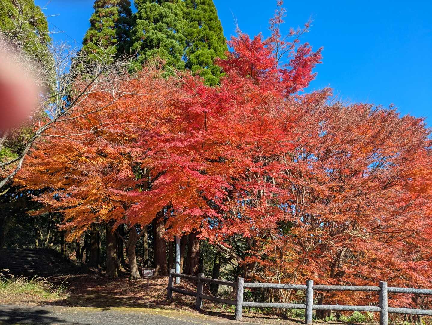紅葉🍁のお出迎え🍁