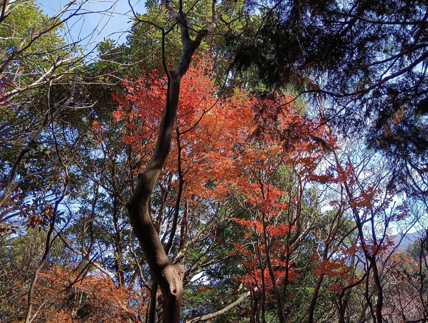 途中の紅葉🍁