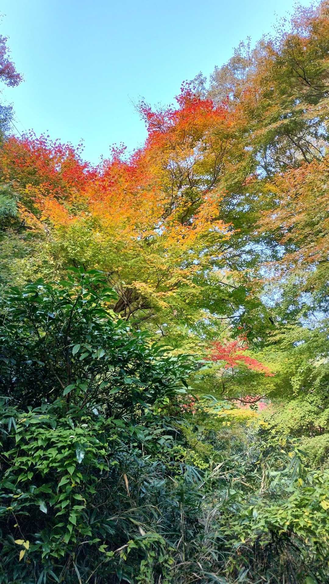 新石切駅-石切劔箭神社-興法寺-宝山寺駅-生駒駅 縦走コースの写真