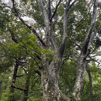 千手観音みたいな木