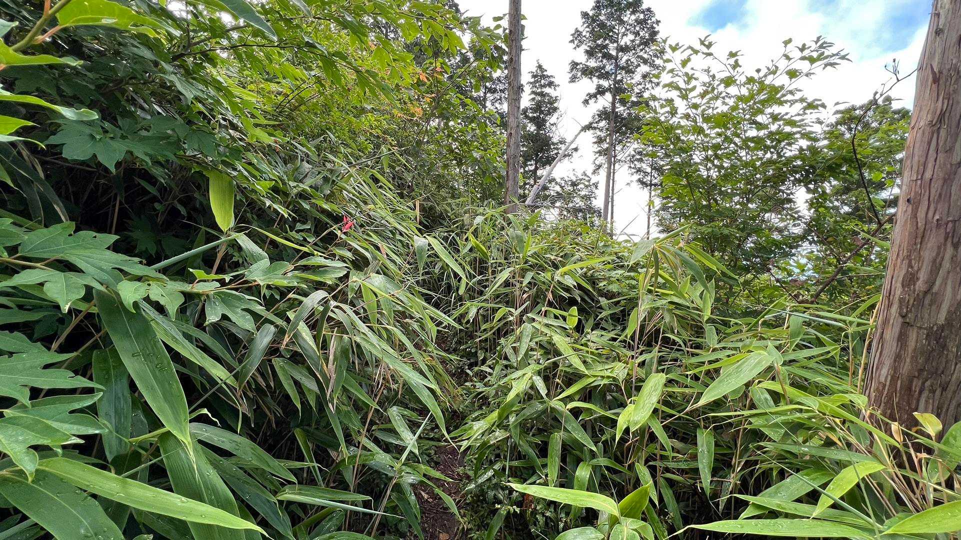 笹🎋🎋🎋が元気なところ
朝露でびちゃびちゃ💦なんですけど〜🤣